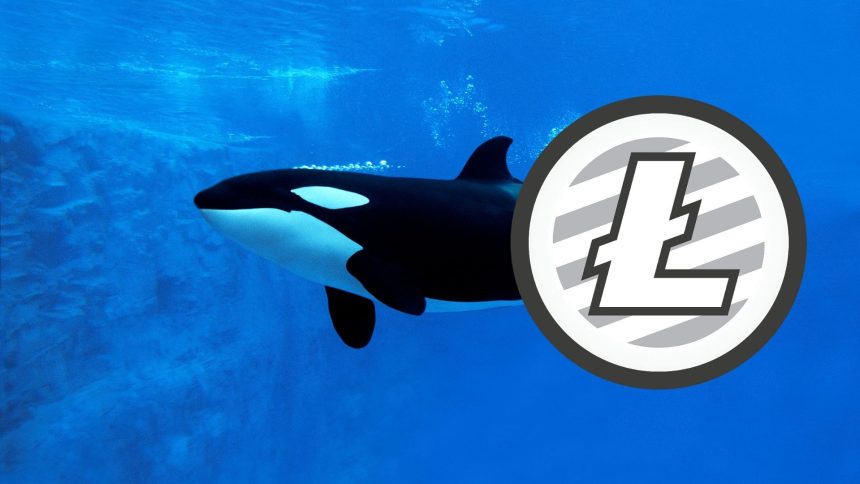 Litecoin Balinası Binance'den 20 Milyon Dolar Çekti!